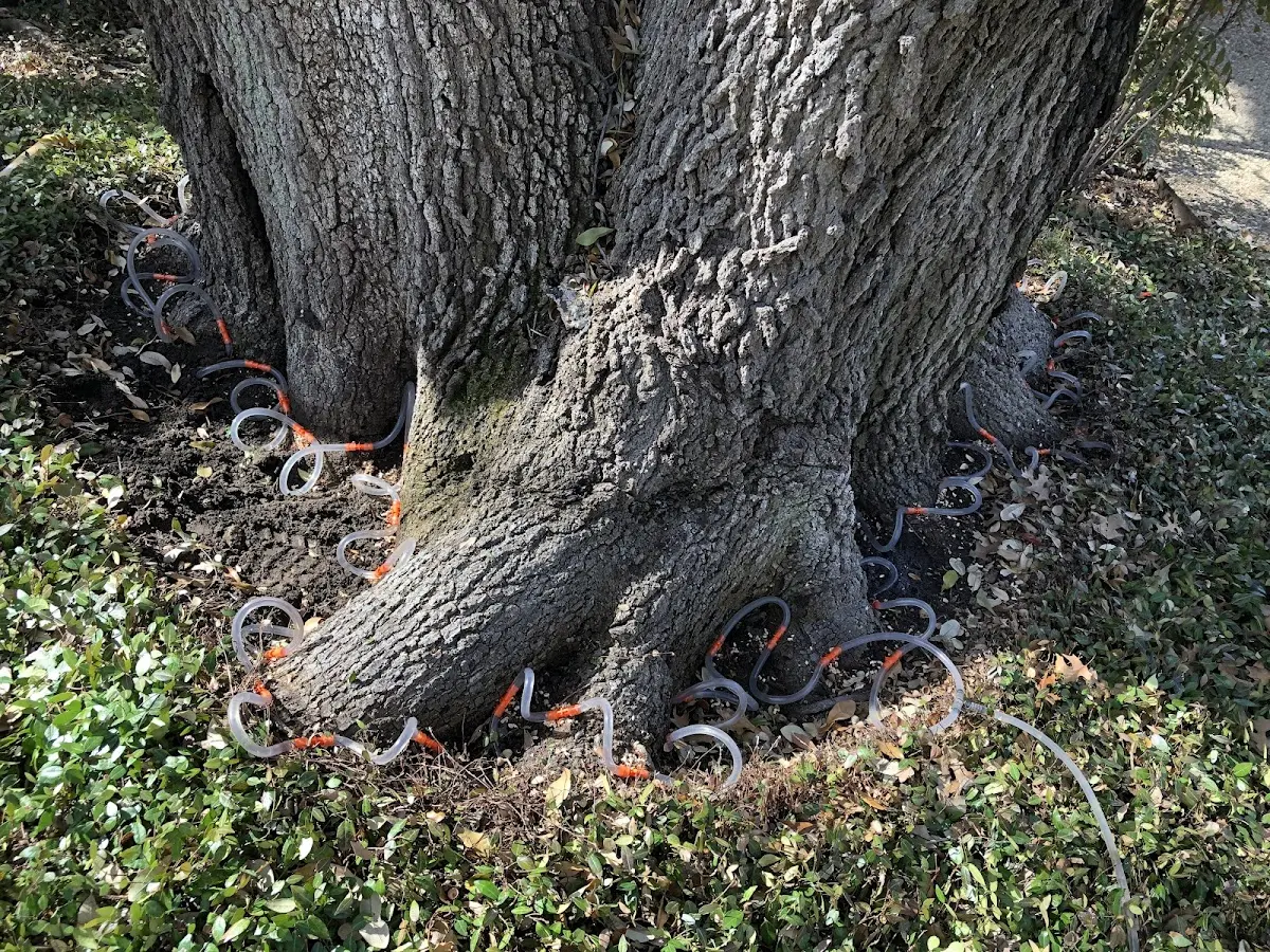 Detailed Tree Cabling and Bracing job site in Rural Valley