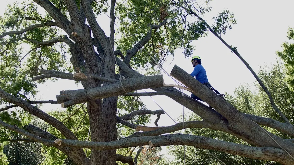 Professional Crown Thinning performed by certified arborists in Rural Valley