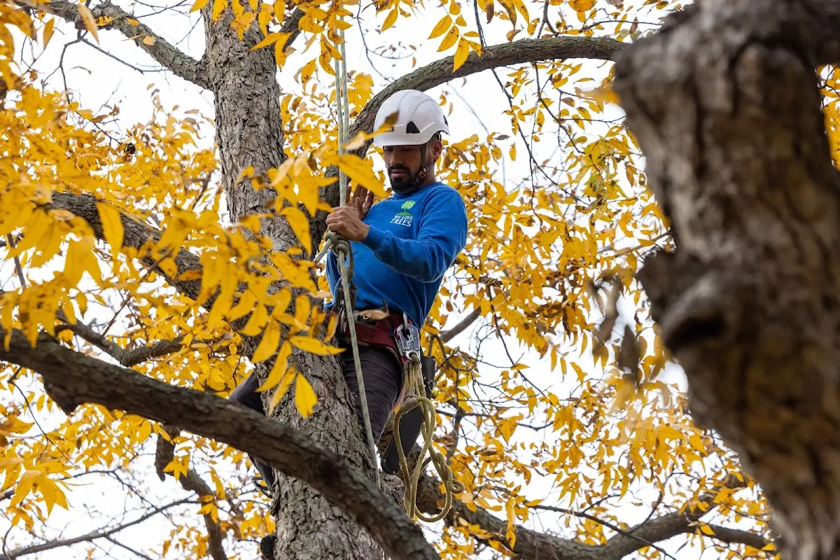 Skilled Tree Pruning crew working in Rural Valley