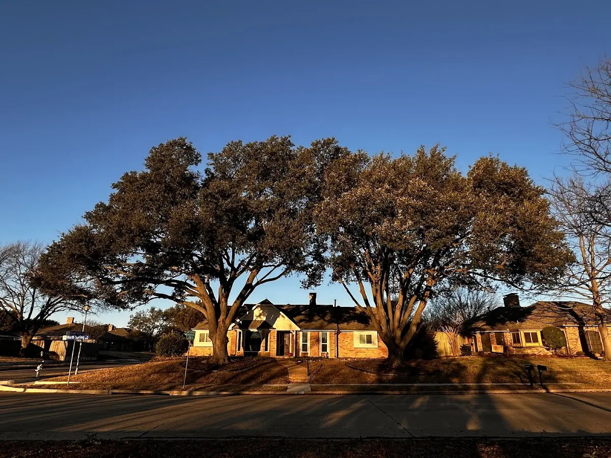 Established residential canopy tree shading a home in Rural Valley